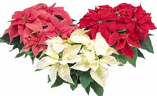 Poinsettia Plants